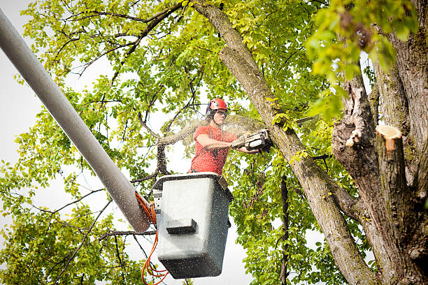 Reliable Kana, UT Tree Service Solutions